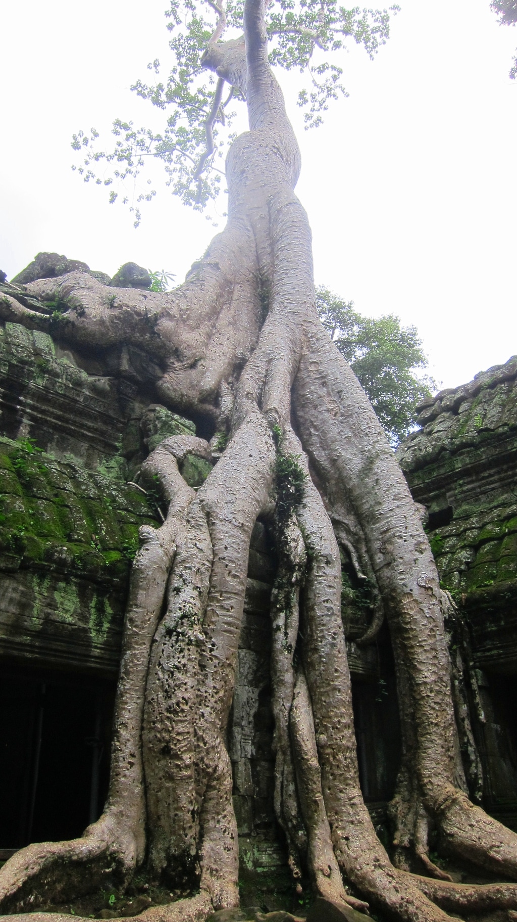 Ta Prohm