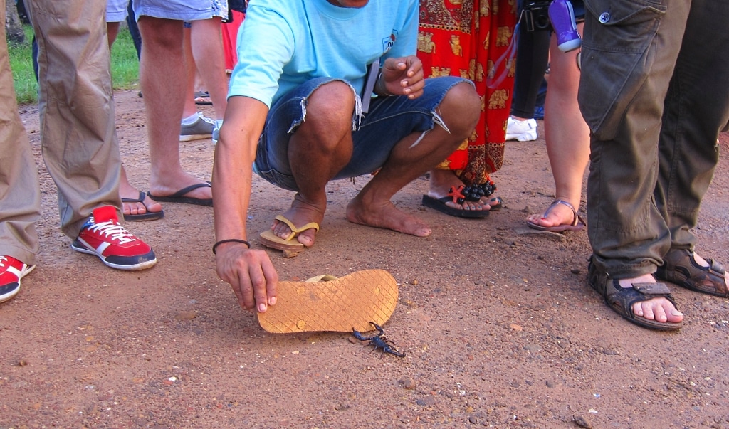 Angkor Wat - Scorpion