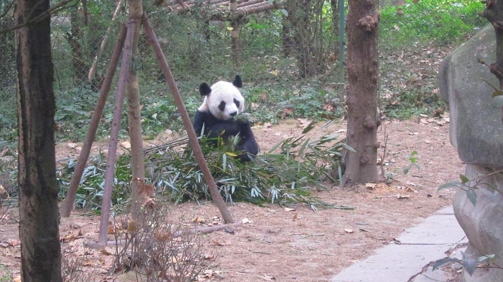 Le premier panda que je voie!