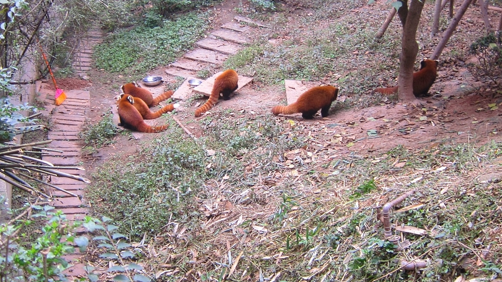 Pandas roux - chacun sa gamelle