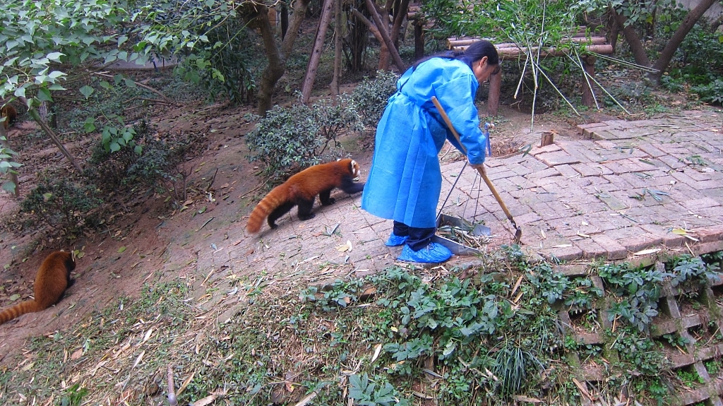 Apparement ils sont assez aggressifs les pandas roux mais les employés ne portent aucune protection...