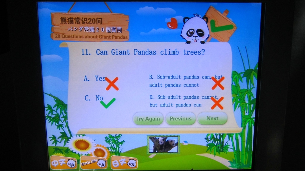 Pourquoi les pandas de l'image sont sur l'arbre!?