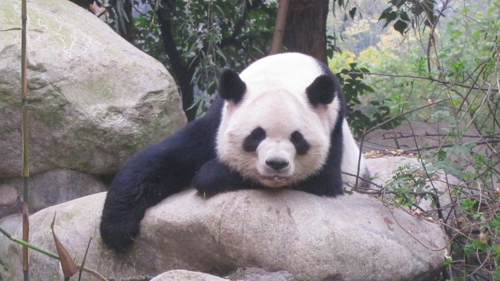 Une sieste après le repas.