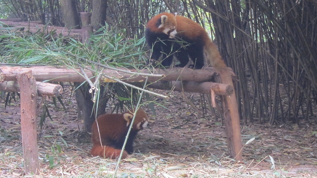 Pandas roux qui jouent