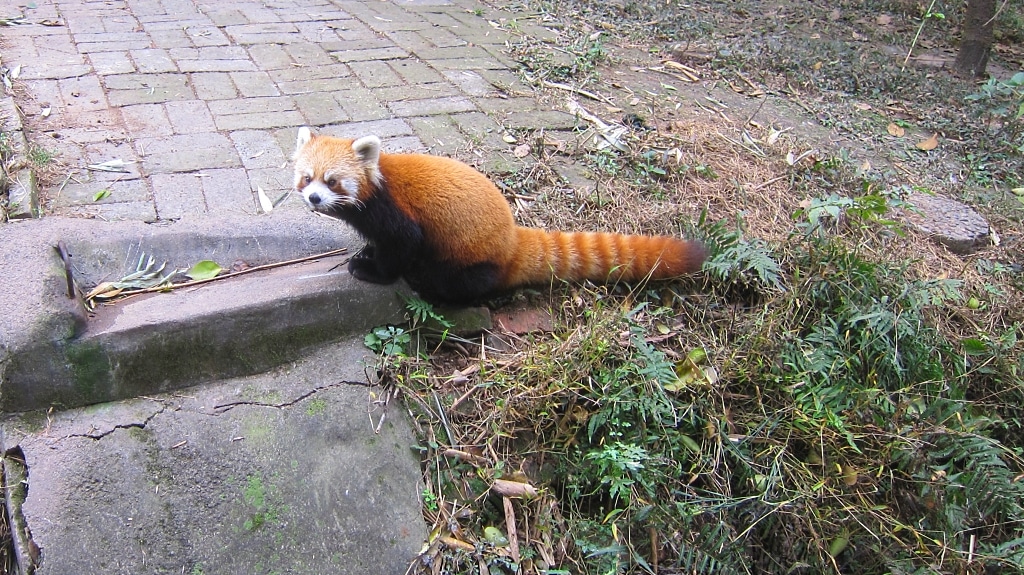 Panda roux n'as pas l'air content...