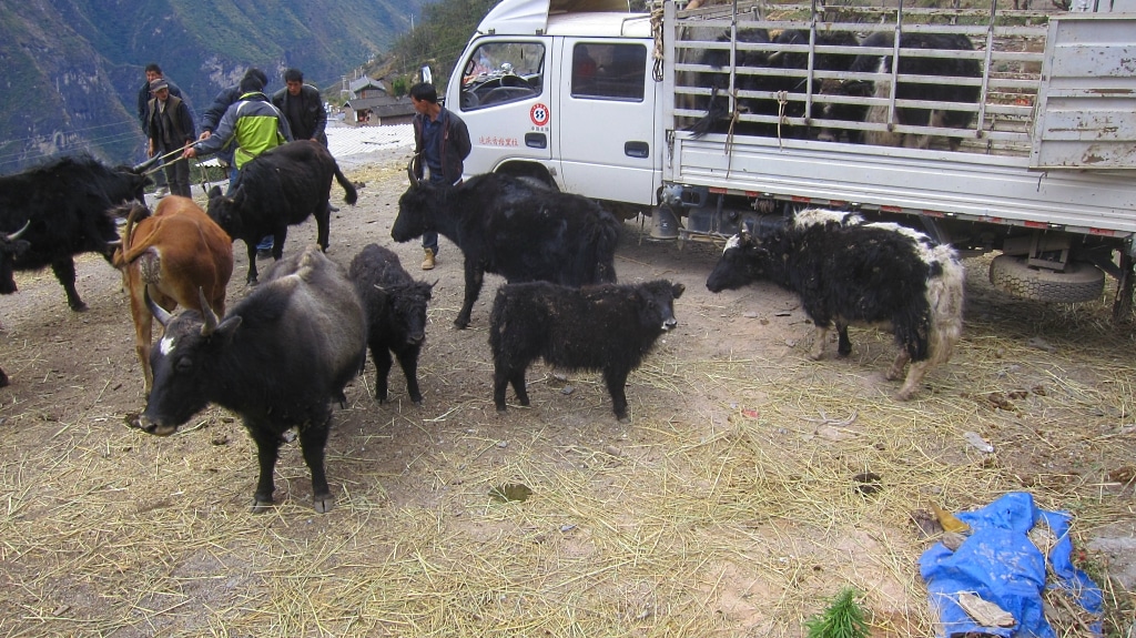 Des locaux chargent des yaks en camionnette