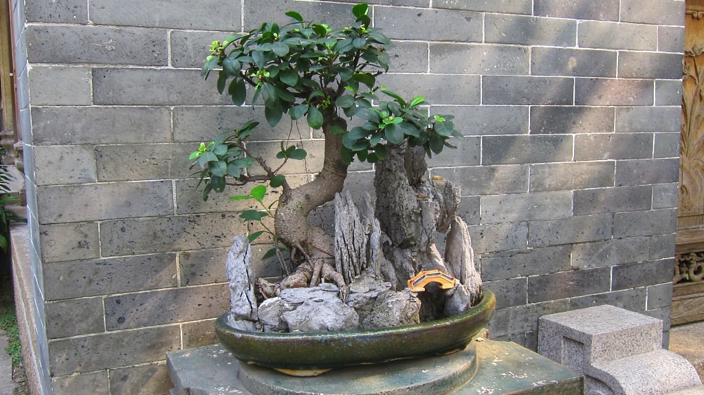 Bonsai!