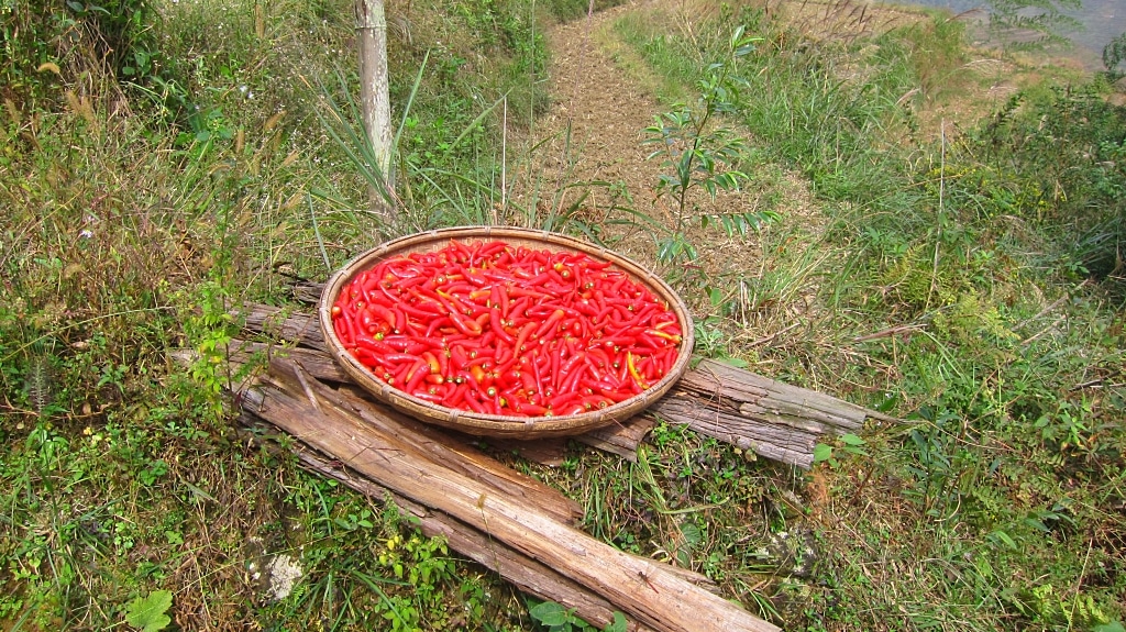 Du chilli qui bronze au soleil