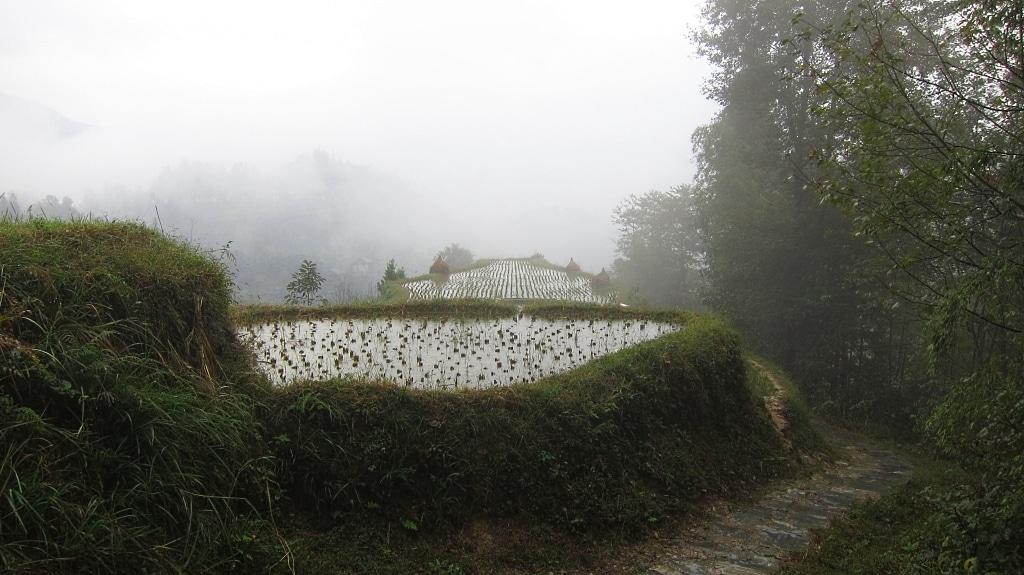 Terrace de riz