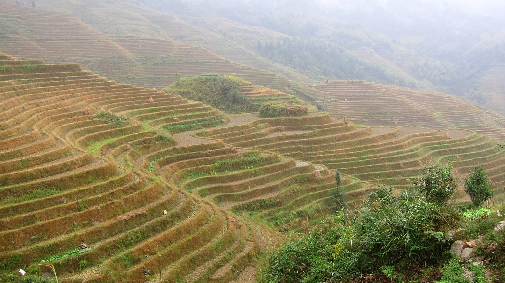 Terraces de riz