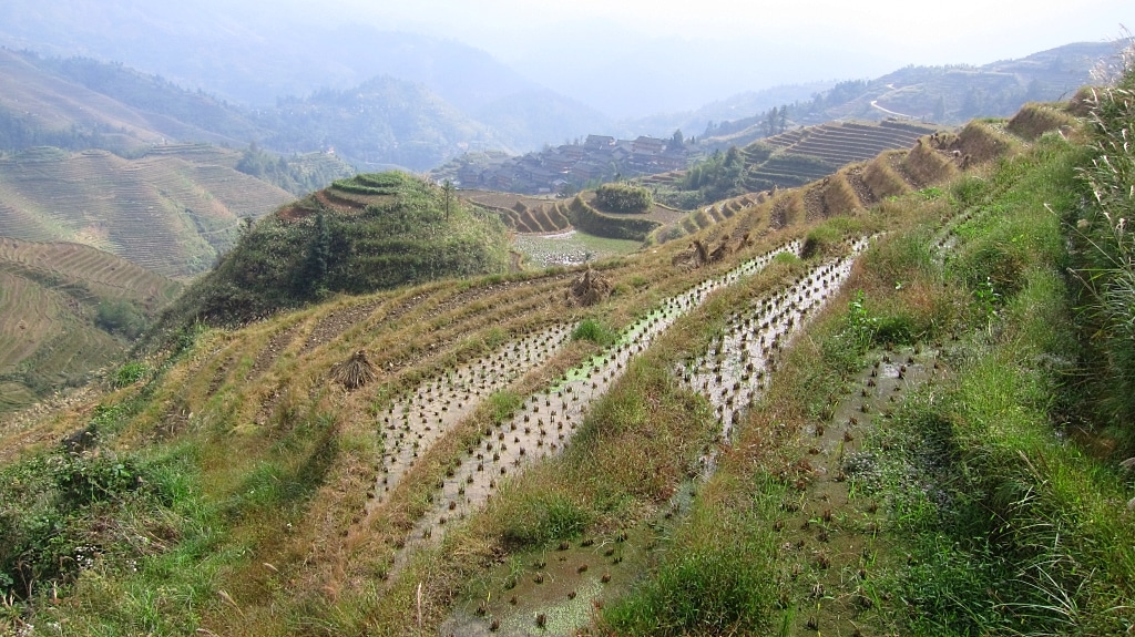 Terraces de riz