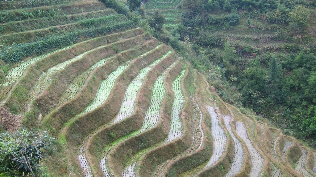 Terraces de riz