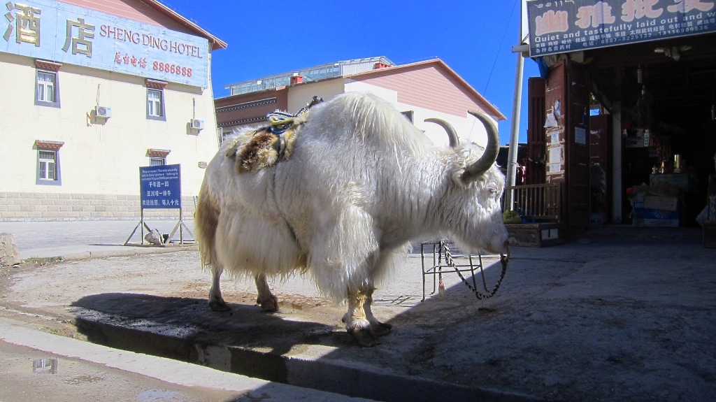 Un Yak blanc