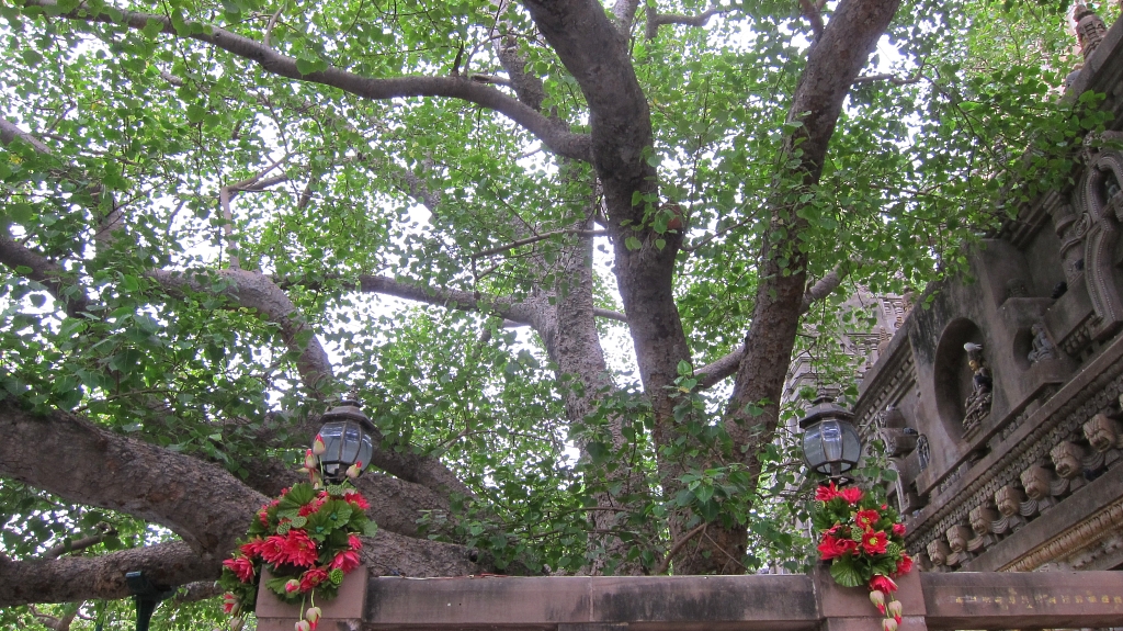 L'arbre, le bodhi tree celui où Bouddha a atteind l'éveillement!