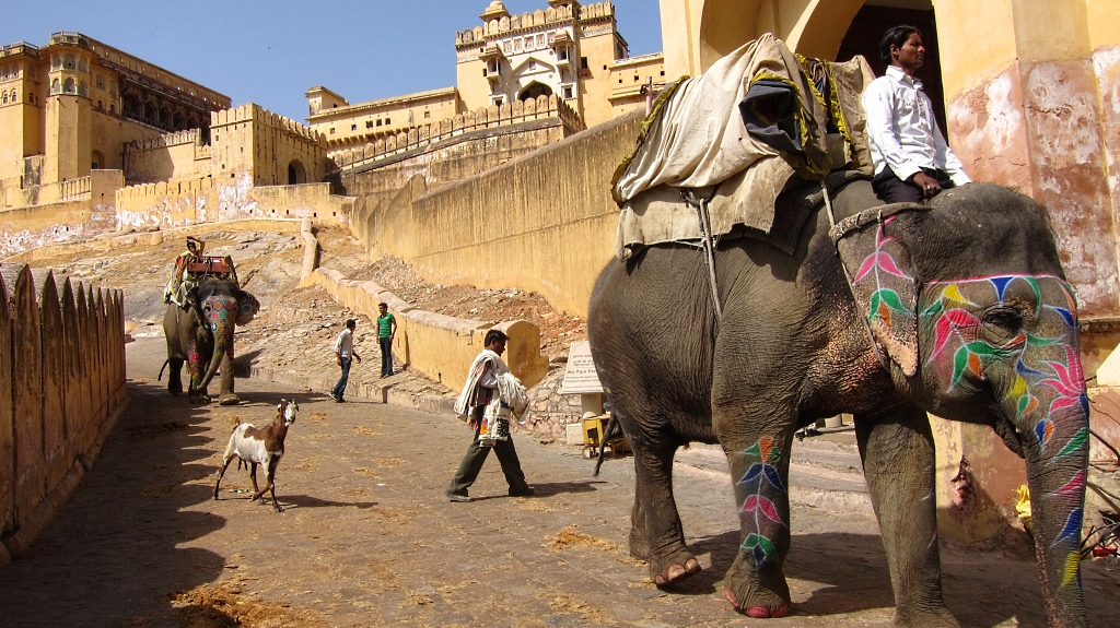 L'allée des éléphants.