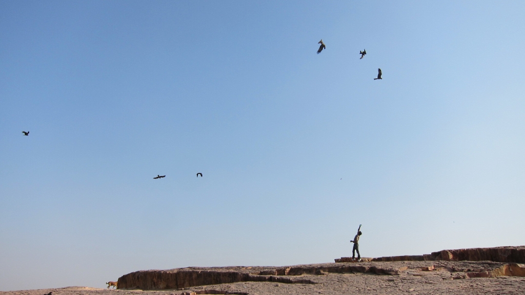 Faut bien nourrir les oiseaux parfois!