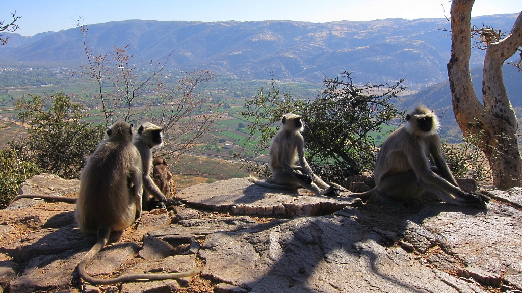 D'ailleurs il y avait pas mal de singes sur cette colline.