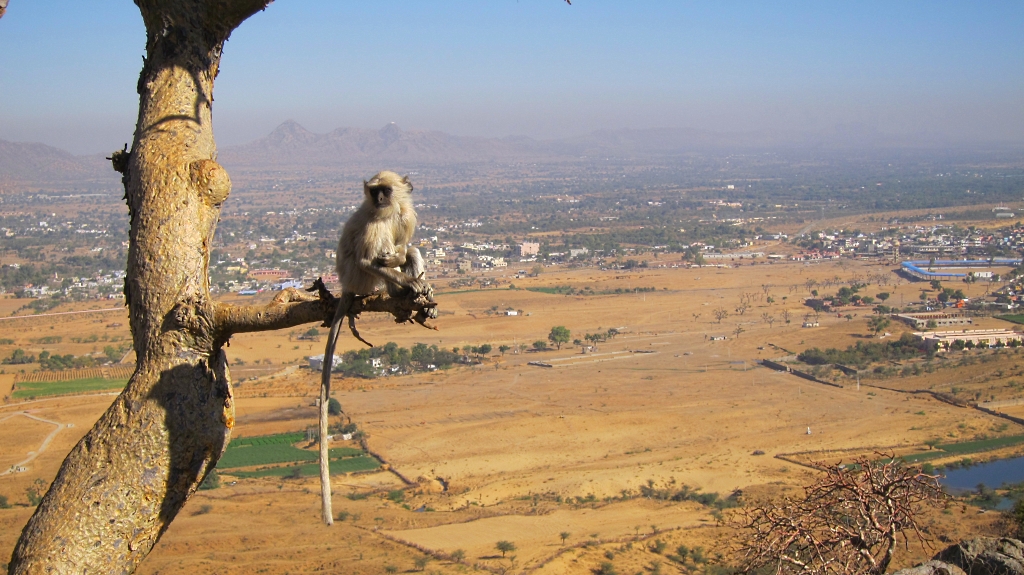 D'autres qui s'en foutent complètement de la vue sur Pushkar.