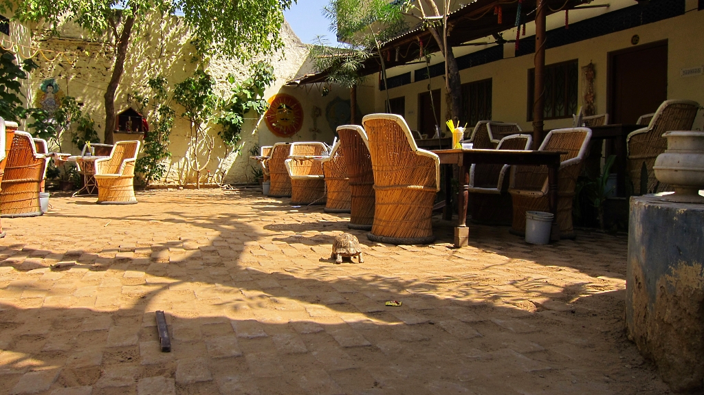 Une tortue se balade dans le restaurant...