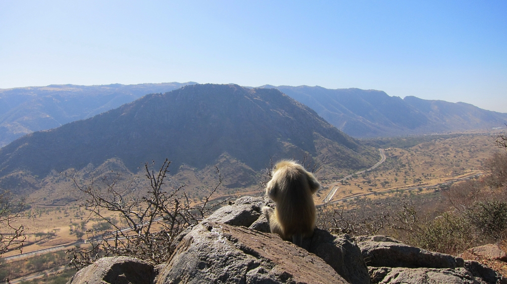 Le singe monte la garde!