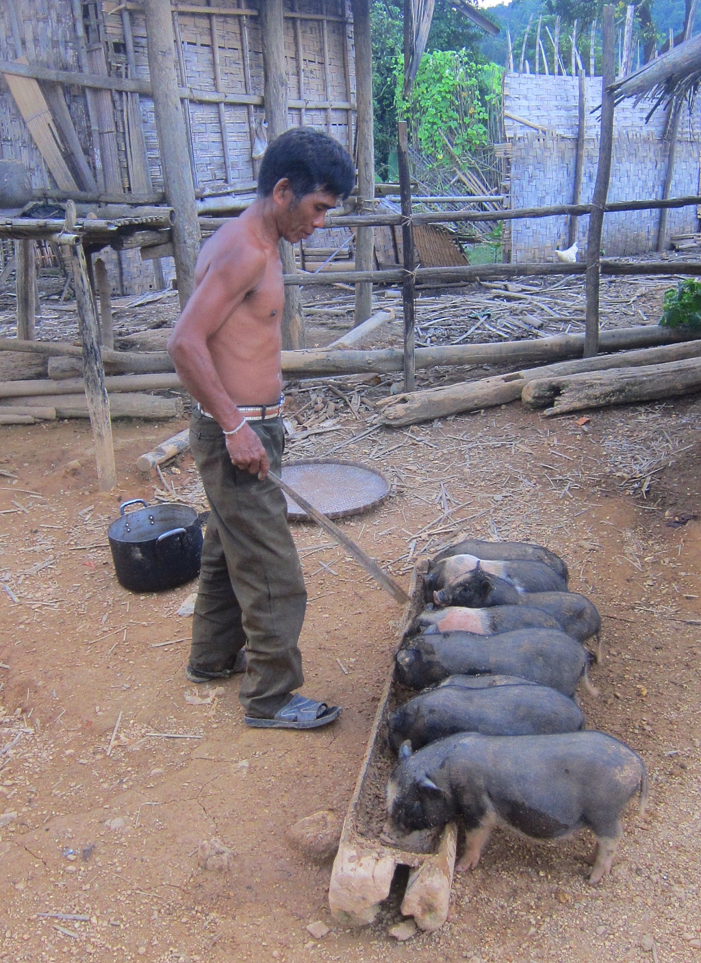 Ban Kiukhan. Boulping donne a manger aux cochons.