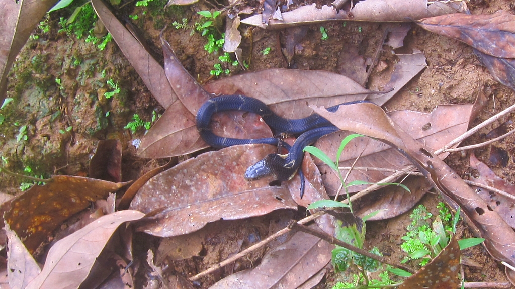 Bébé cobra sur le chemin, bien sympa...