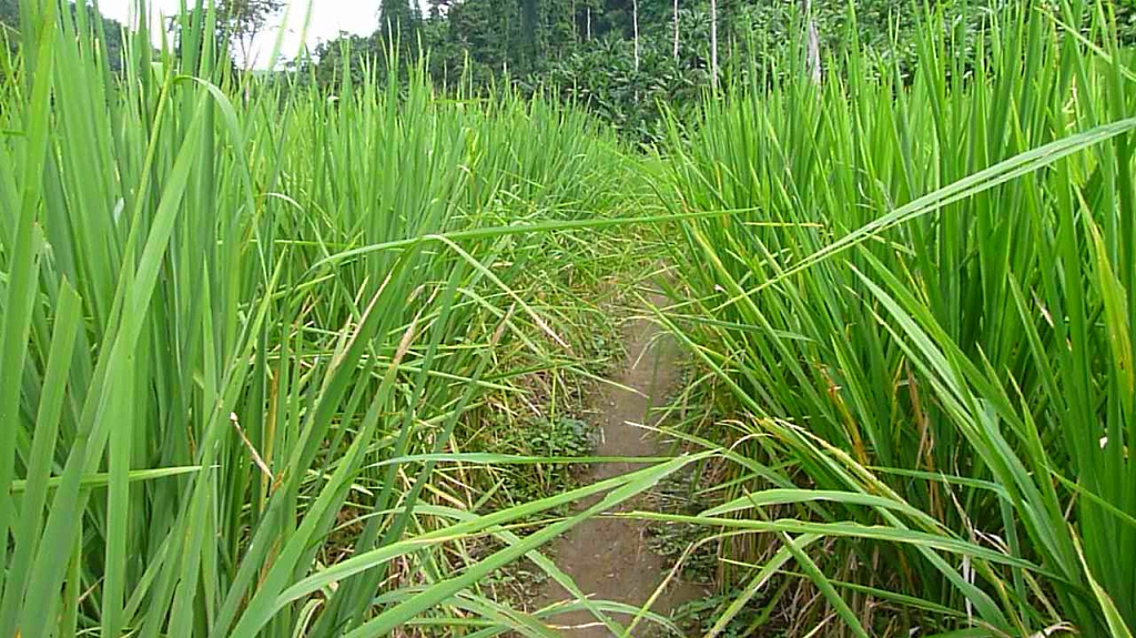 Une fois pieds a terre, traversé des rizières tailles humaine.