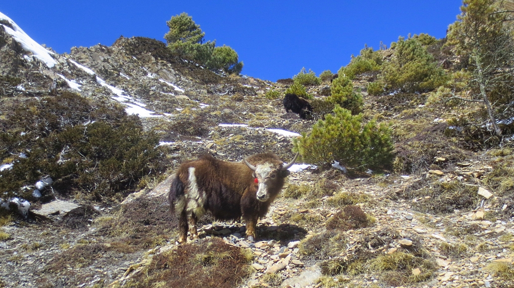 Trek de Pisang à Manang