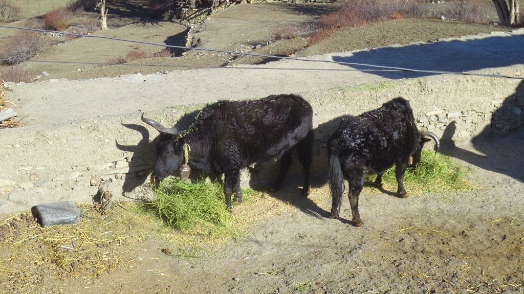 Trek de Muktinath à Jomsom